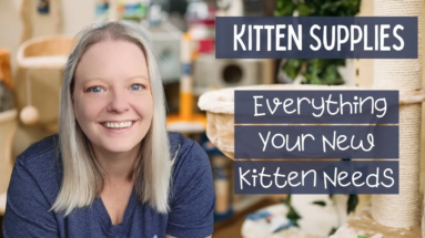 Kitten Supplies - Everything Your New Kitten Needs