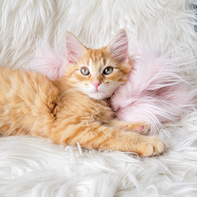 How To Introduce A New Kitten To Your Cat Kitten Love