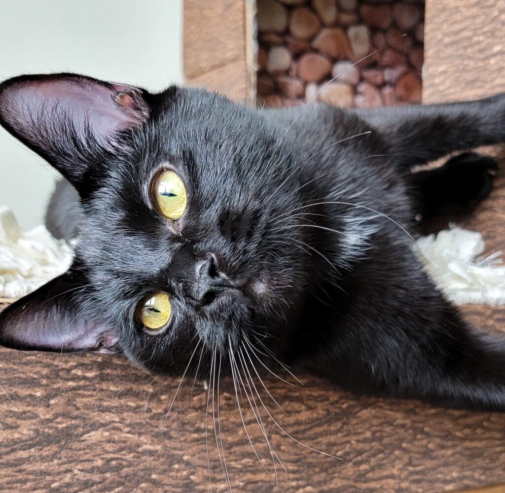 Make Your Cat A DIY Cardboard Cat House 1