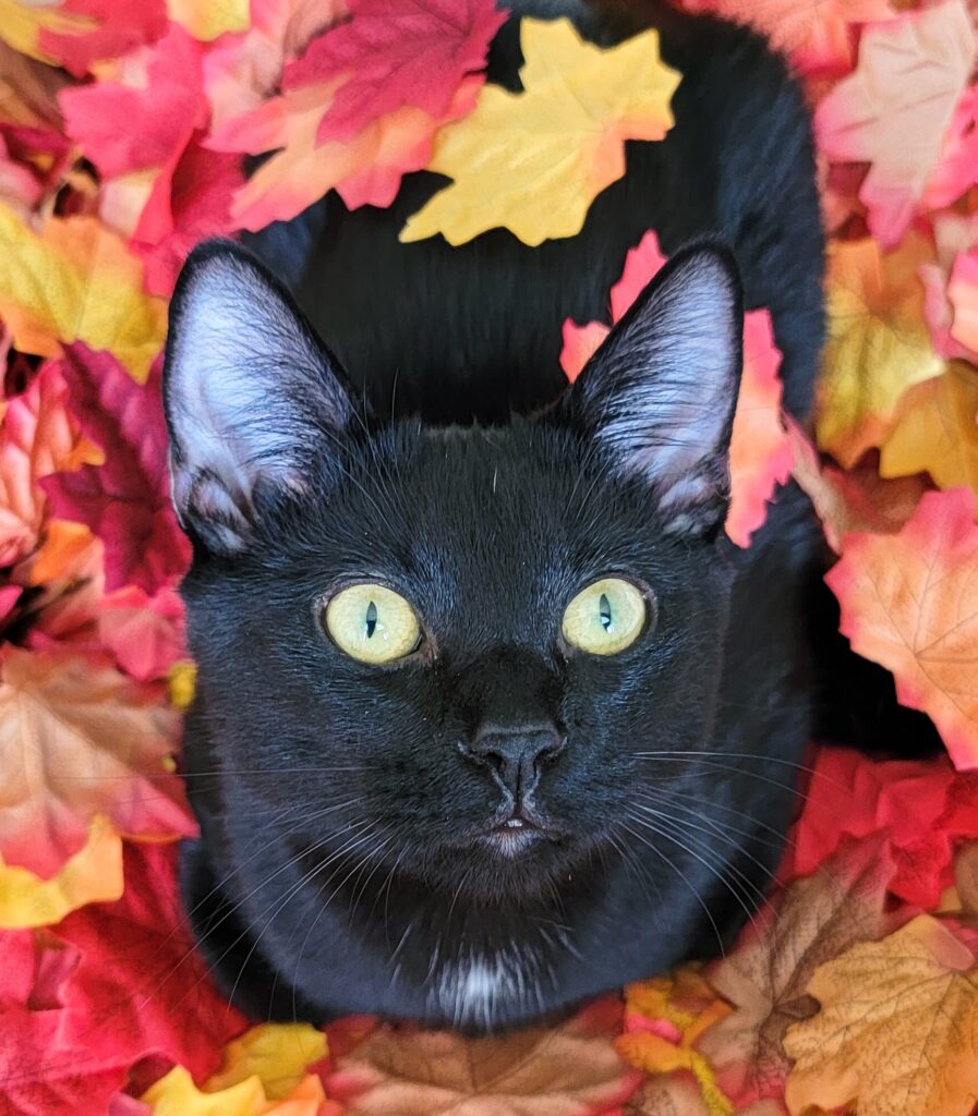 Fun Fall Activities For Your Cat