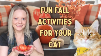 Fun Fall Activities For Your Cat