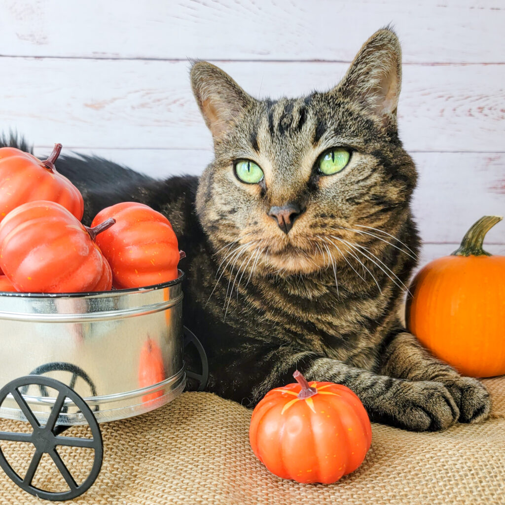 Fun Fall Activities For Your Cat