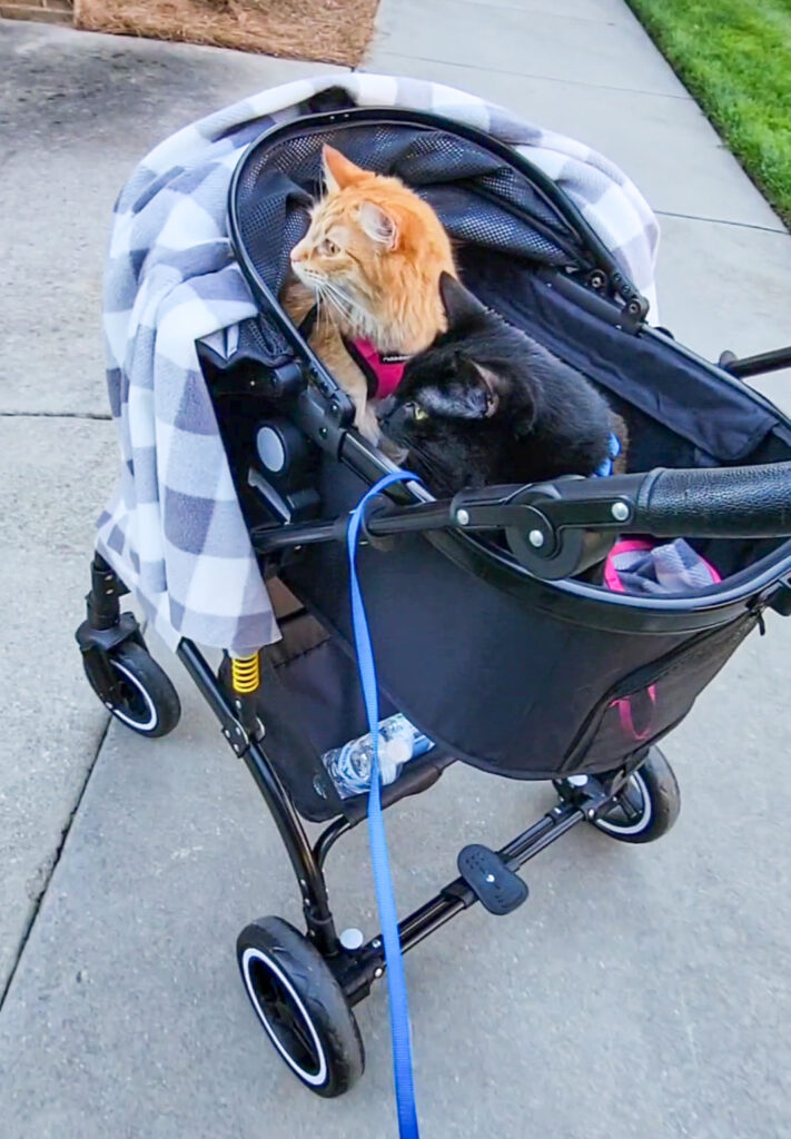 The Best Cat Stroller