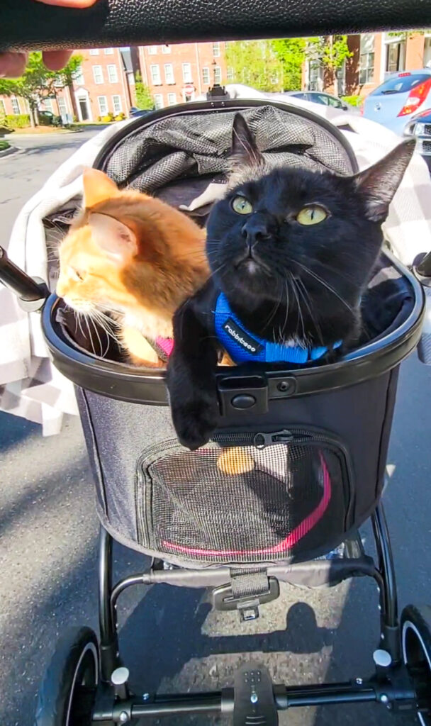 The Best Cat Stroller