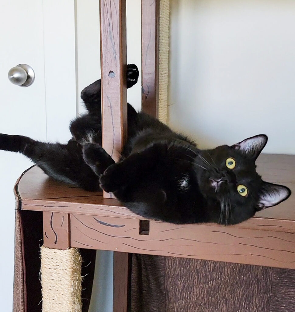 DIY Cat Tree: Transforming An Old Table Into A Feline Paradise