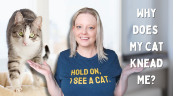 Why Does My Cat Knead Me?