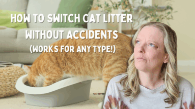 step-by-step cat litter transition process