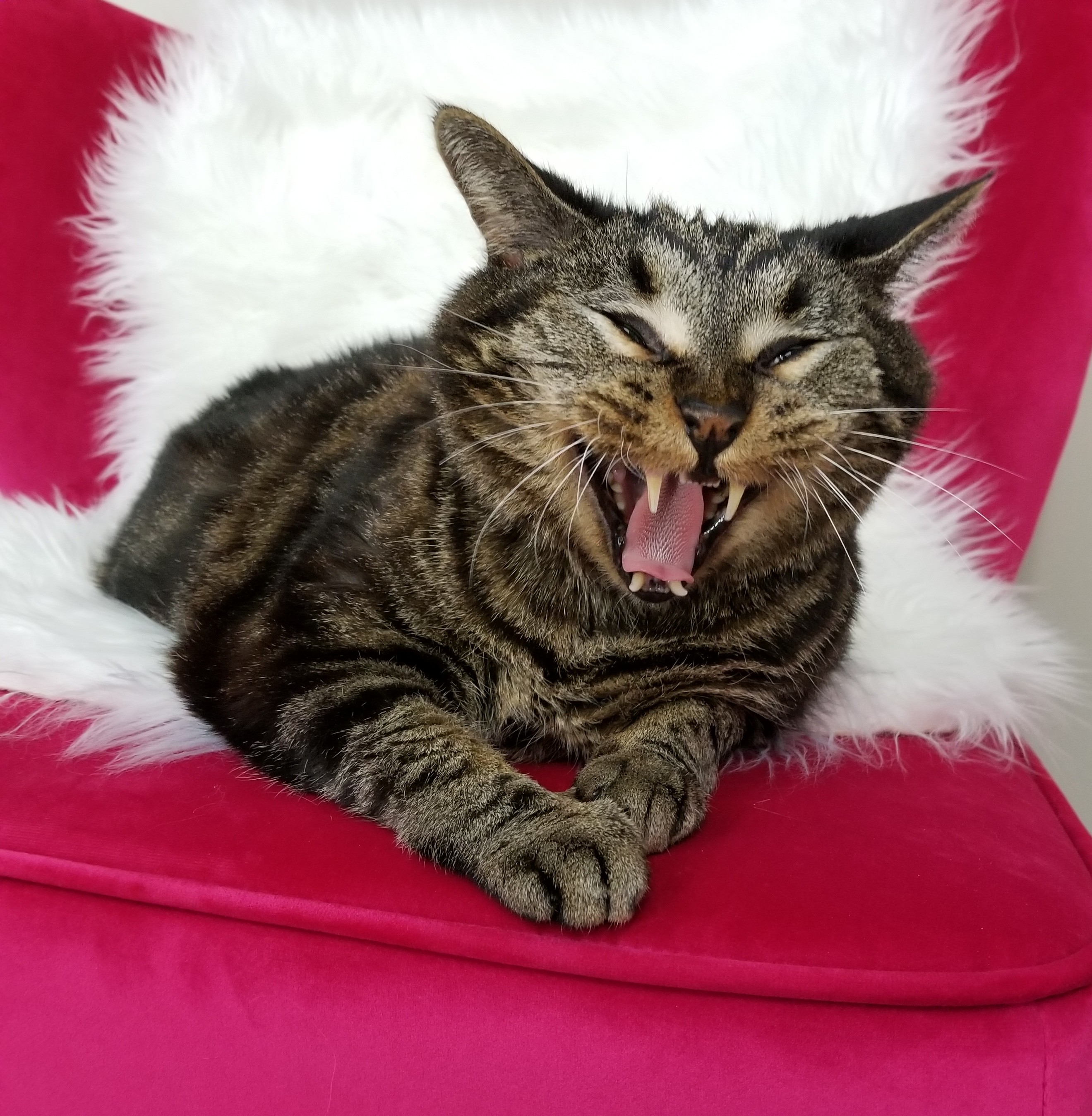 Why Your Cat Meows feature Imag