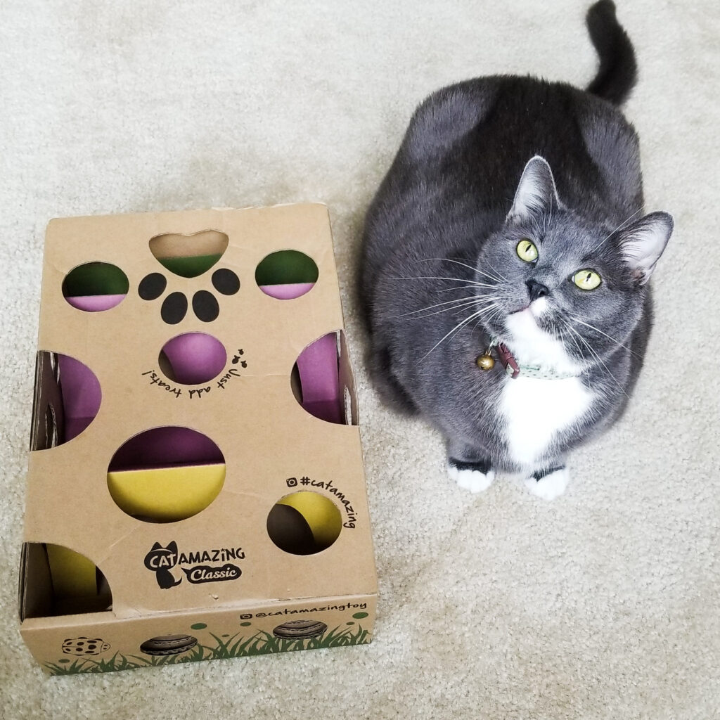 Gray cat food enrichment and playtime, showing a calming cat routine at home.