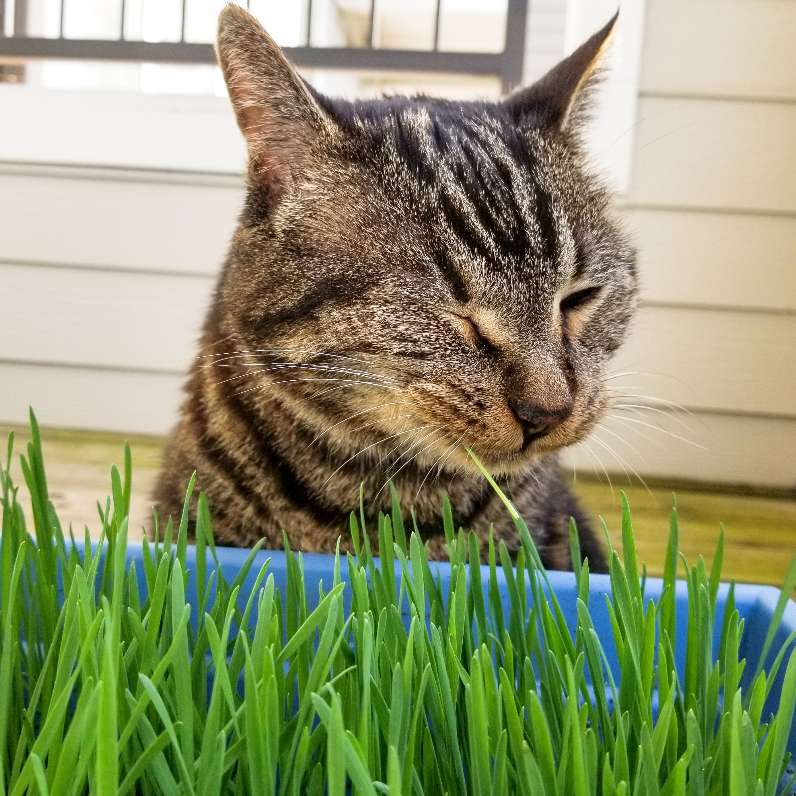 Tabby cat friendly home setup
