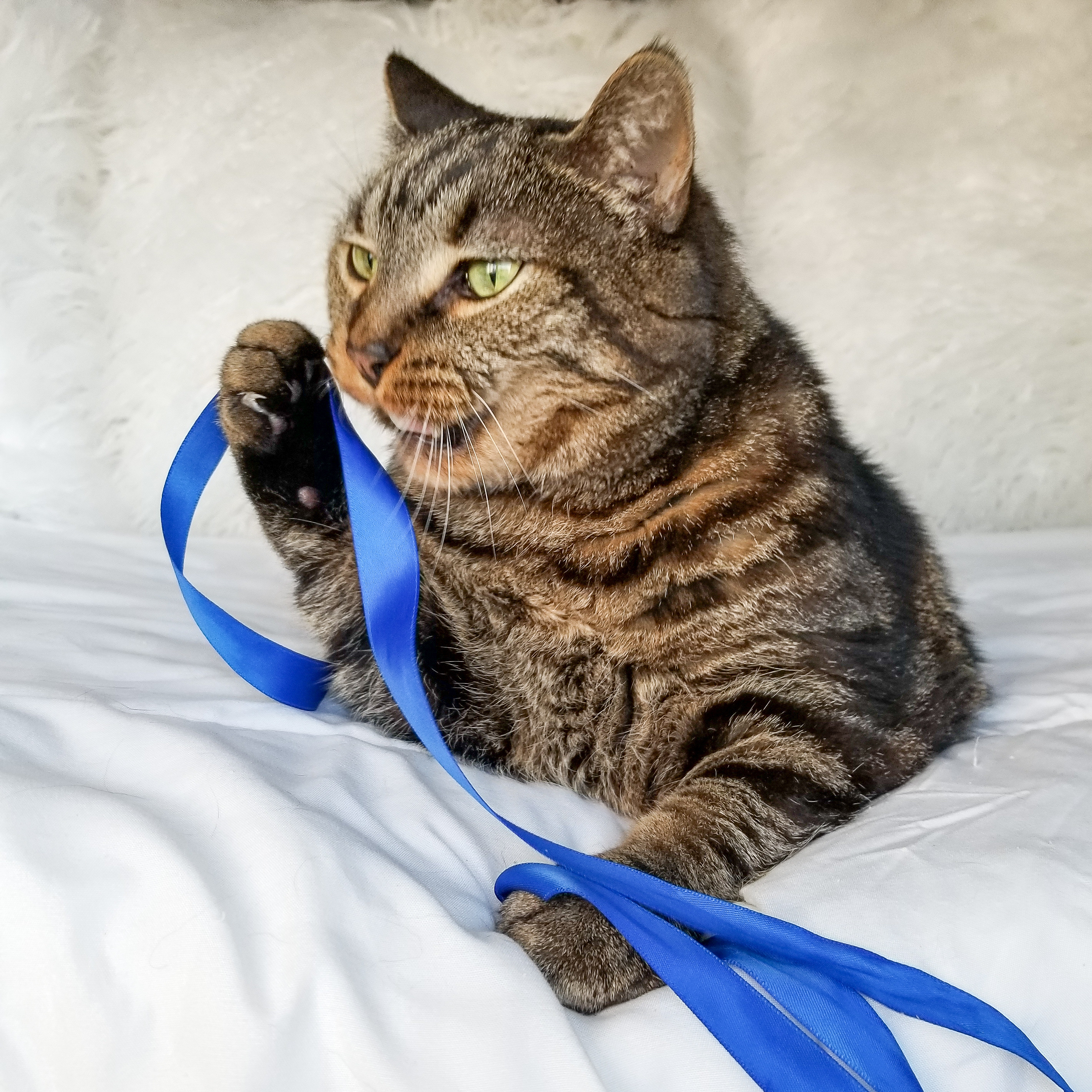 Feet Free Cat Toys From Household Items