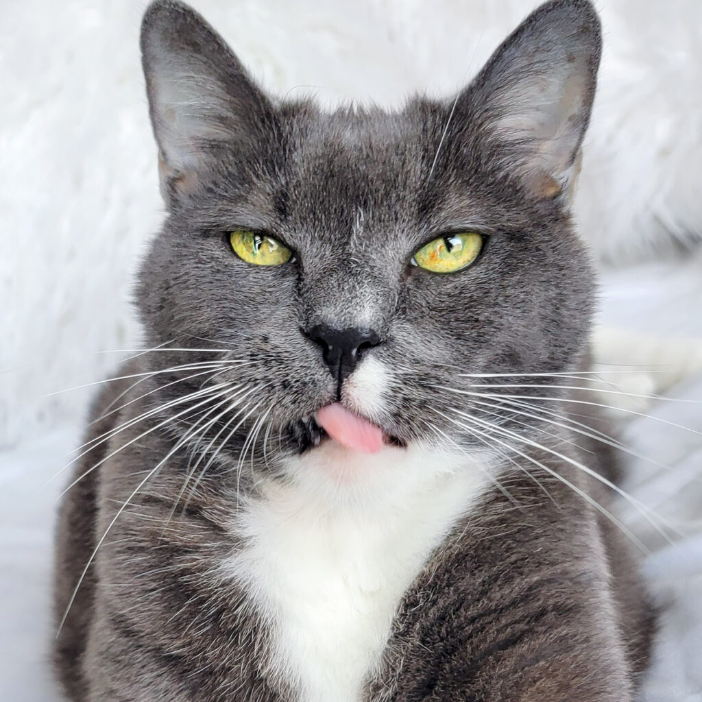 why do cats knock things off tables Boots