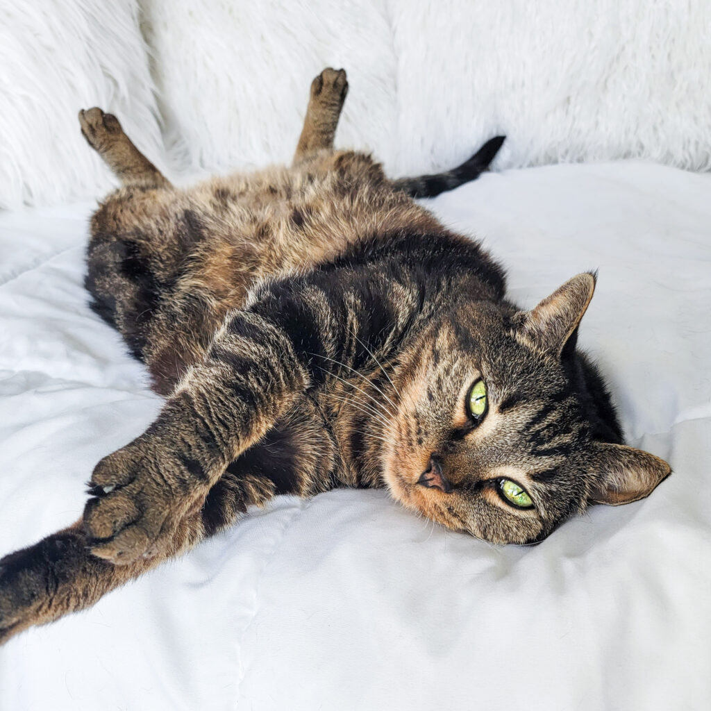 why do cats knock things off tables baby feet