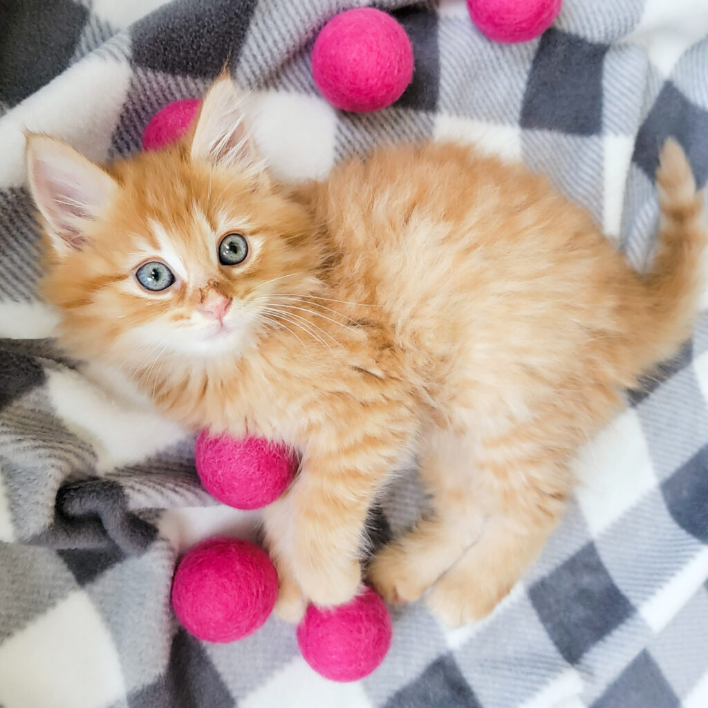 What To Expect After Adopting A Rescue Cat baby Love