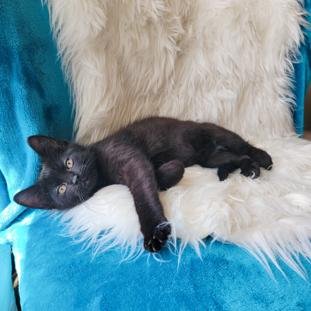 What To Expect After Adopting A Rescue Cat baby True