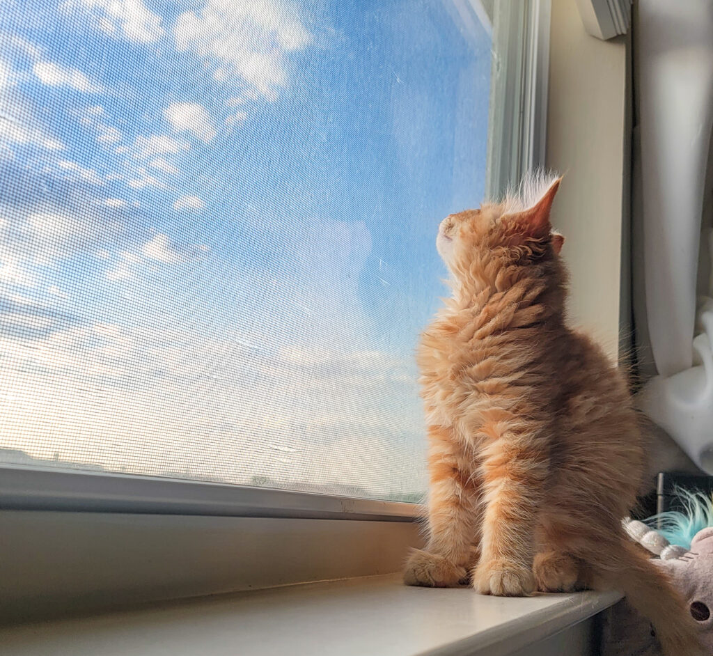 cat friendly home setup Love