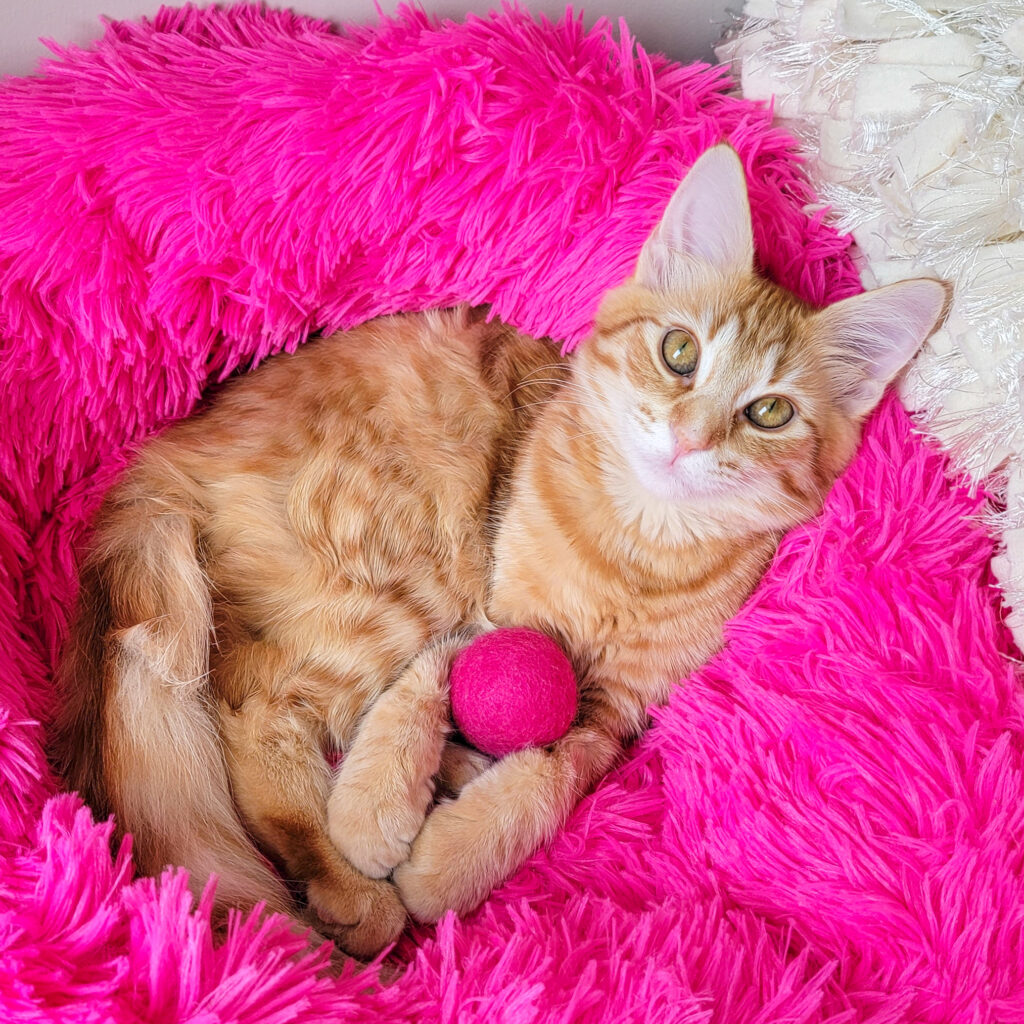 Orange tabby cat napping after a calming cat routine at home.