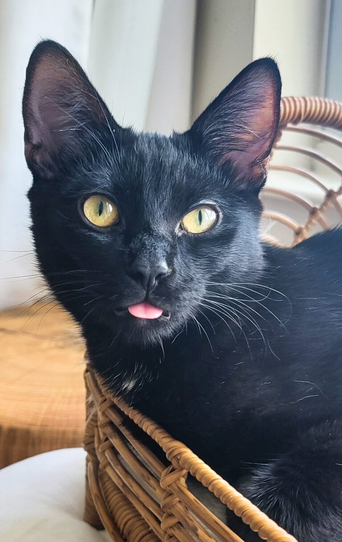 True DIY Under Bed Cat Blocker