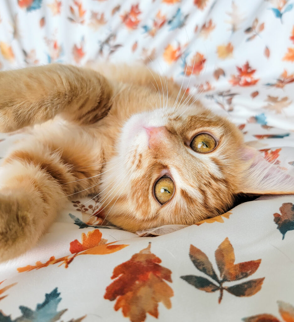 Fluffy orange cat in a cozy, homemade cat corner.