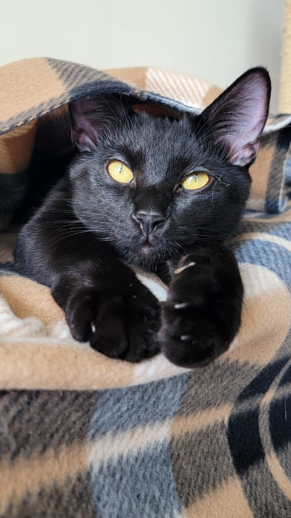 Black cat lounging on a DIY cat window perch made from a chair and blanket, showing simple homemade cat furniture setup.