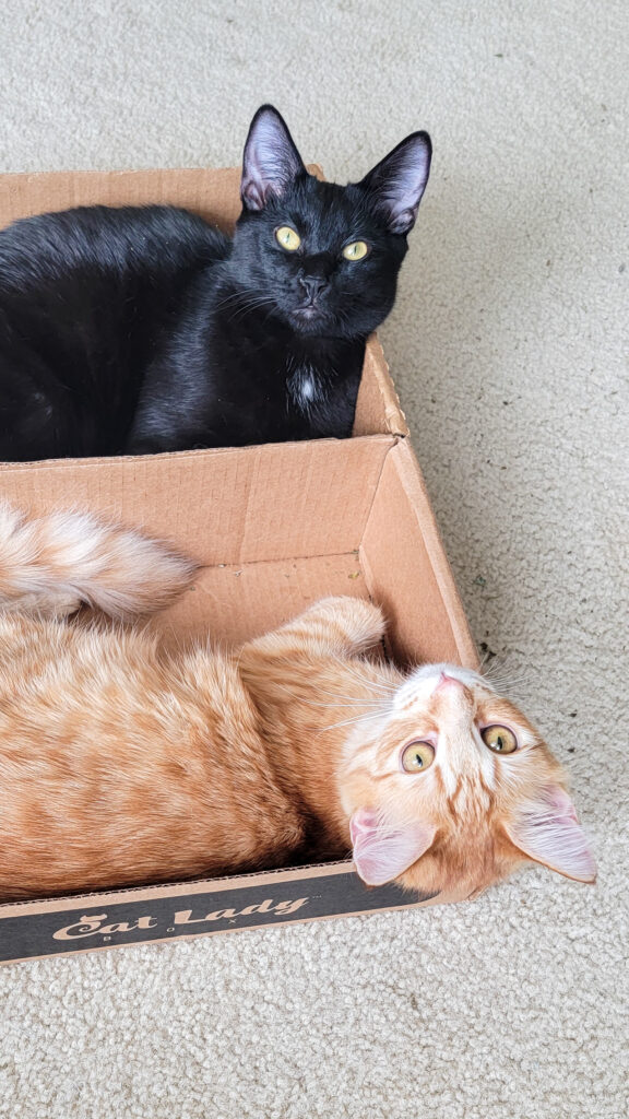 moving with cats 
True and Love