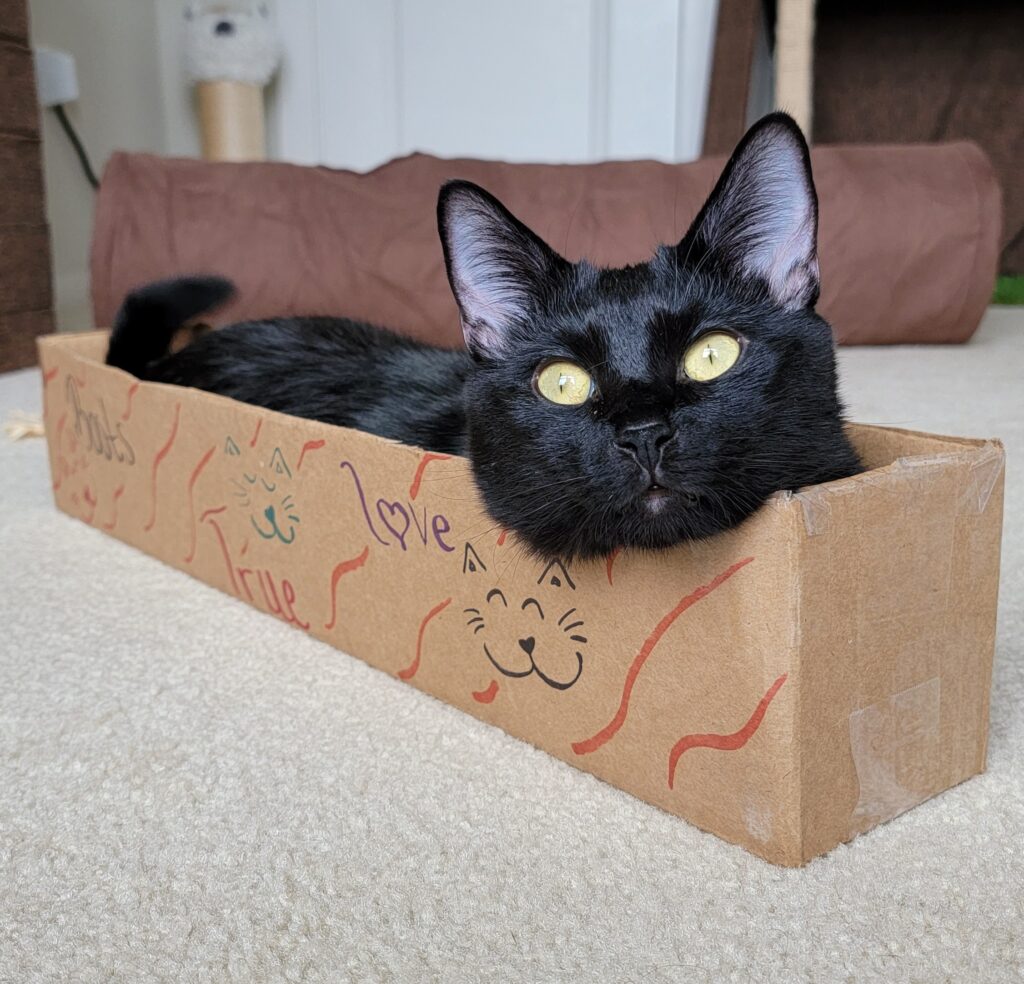 Free Cat Toys From Household Items True