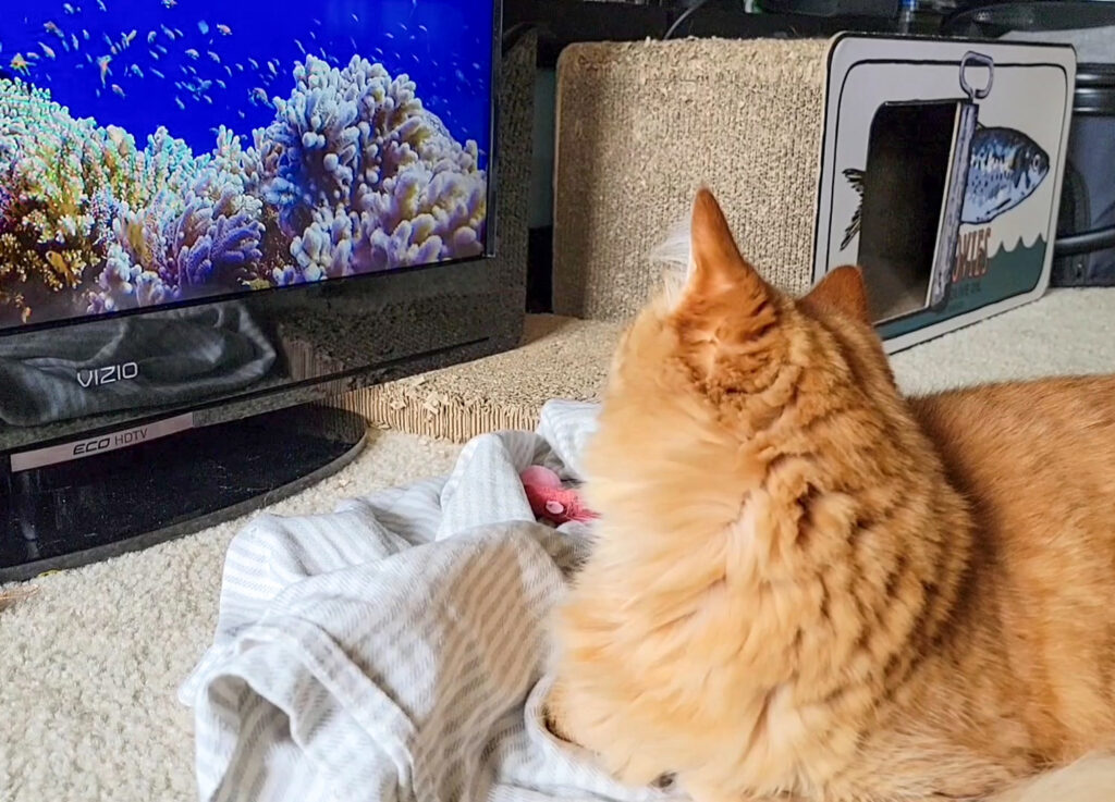 Cat TV Channel Reviews Love Watching