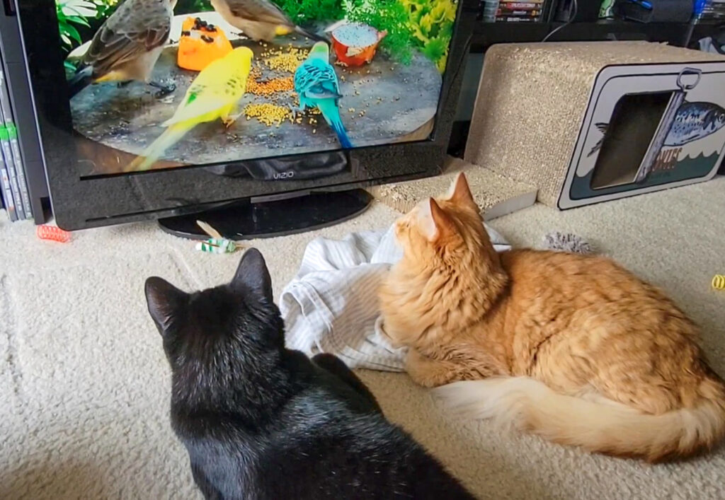 Cat TV Channel Reviews Cats watching