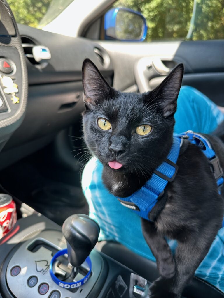 moving with cats True