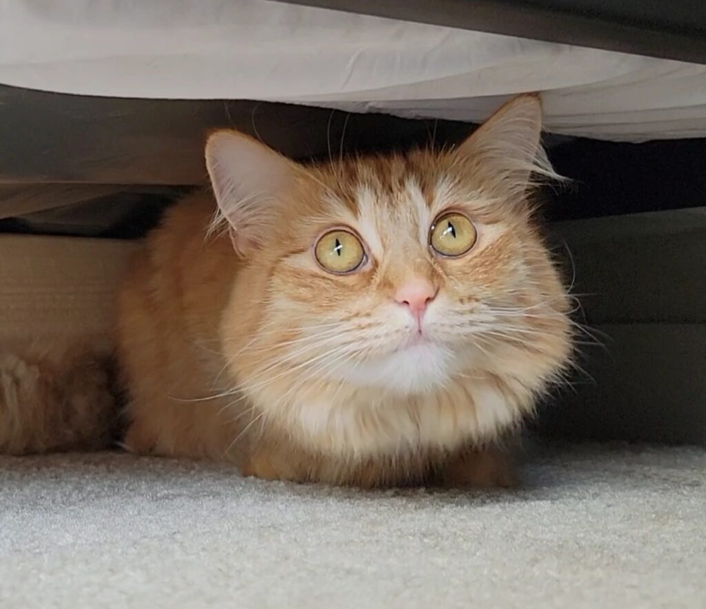 Love DIY Under Bed Cat Blocker