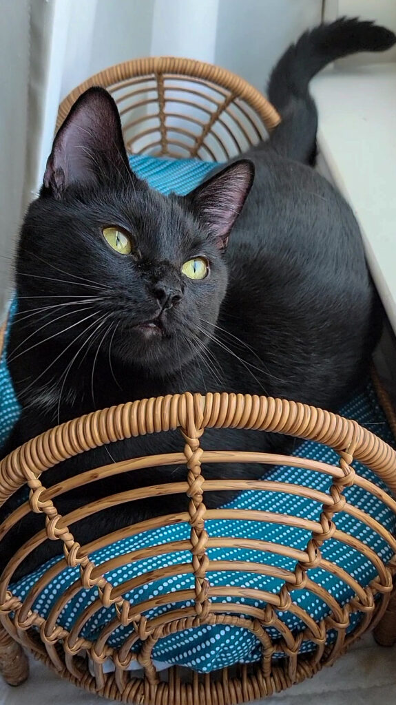 Black cat sprinting across the floor during nighttime zoomies, part of typical indoor cat behavior and energy release.