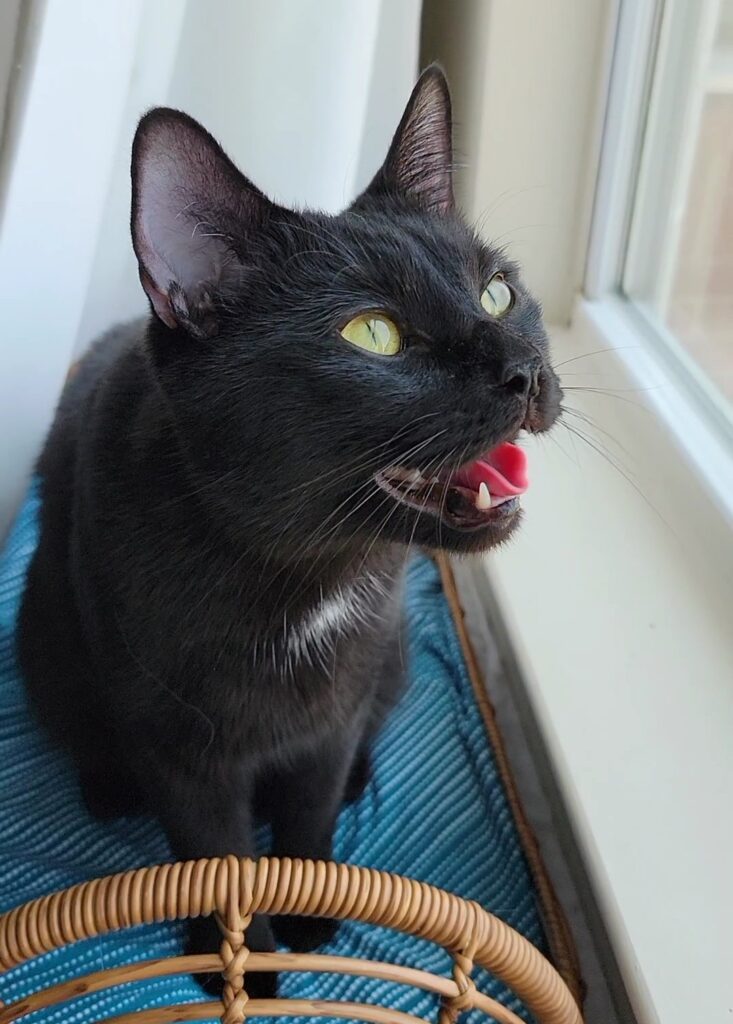 Why Your Cat Meows True Pic