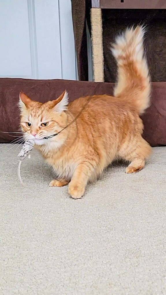 Orange tabby cat curled up and sleeping after playing with interactive toys as part of a cat bedtime routine.