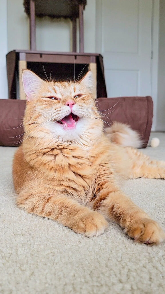 My Cat-Friendly Home Tour Love Pic