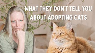 What To Expect After Adopting A Rescue Cat