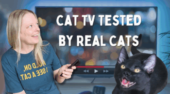 Cat TV Channel Reviews