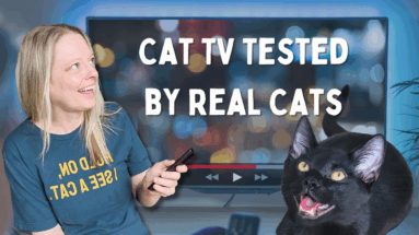 Cat TV Channel Reviews