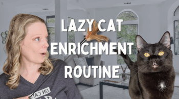 Cat Enrichment Routine for Lazy People