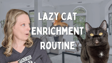 Cat Enrichment Routine for Lazy People