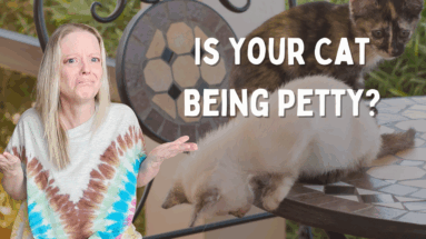 why do cats knock things off tables