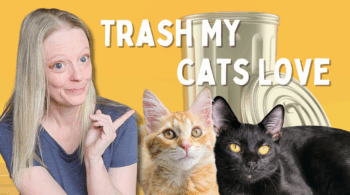 Feet Free Cat Toys From Household Items