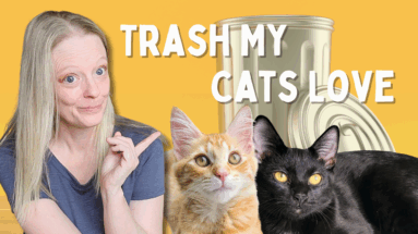 Feet Free Cat Toys From Household Items