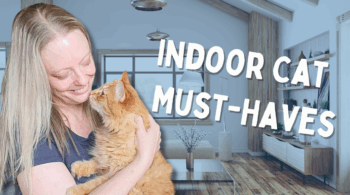 cat friendly home setup