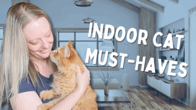 cat friendly home setup