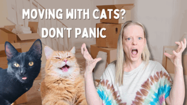 moving with cats
