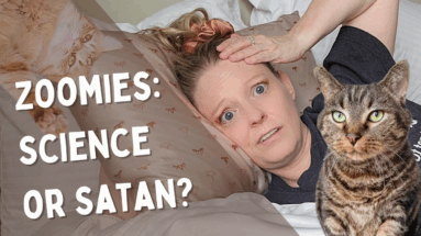 Why Do Cats Get the Zoomies at Night