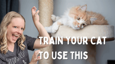 How to Train Your Cat to Use a Scratching Post