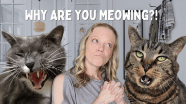 Why Your Cat Meows Like That (Spoiler: It’s About You) Feature Image