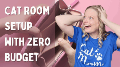 How to Set Up a Cat Friendly Room on a Budget