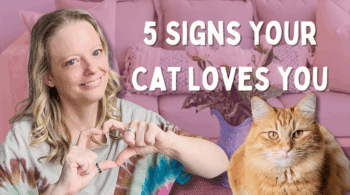 5 Things Your Cat Does That Actually Mean They Love You